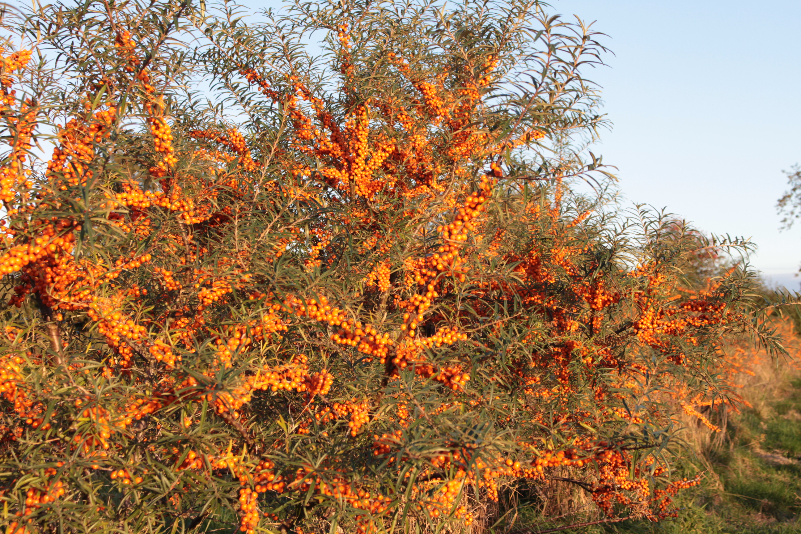 Sanddornstrauch mit orangefarbenen Sanddornbeeren in der Küstenlandschaft
